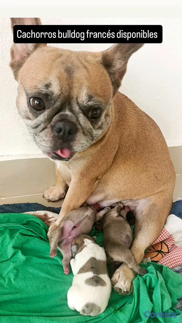 animales y mascotas - bulldog francés  6