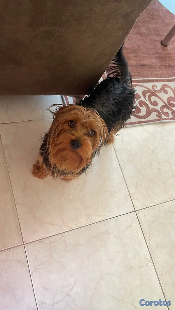 animales y mascotas -  Yorkshire terrier 6