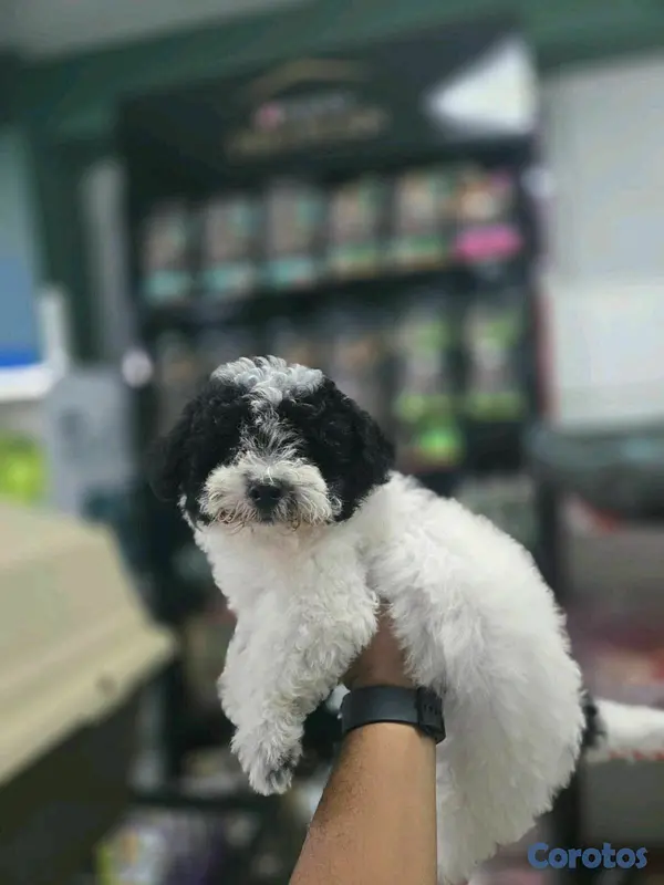 animales y mascotas - hermosos cachorritos shipoo 3