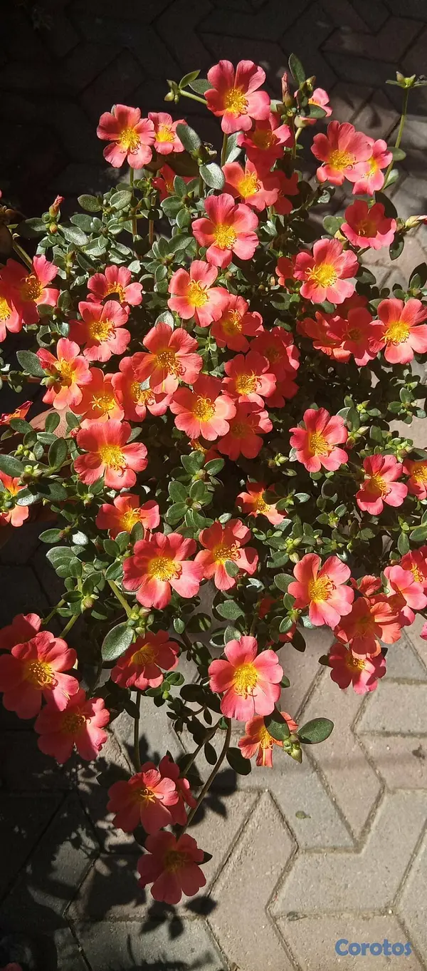 decoración y accesorios - Plantas de sol económicas 4