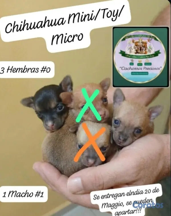 animales y mascotas - Chihuahua Mini/Toy/Micro  2