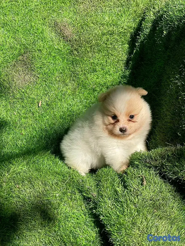 animales y mascotas - Hermosos cachorritos de pomerania mini 7