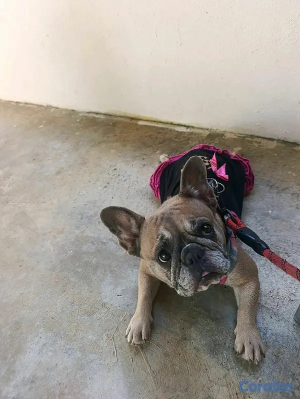 animales y mascotas - bulldog francés  7