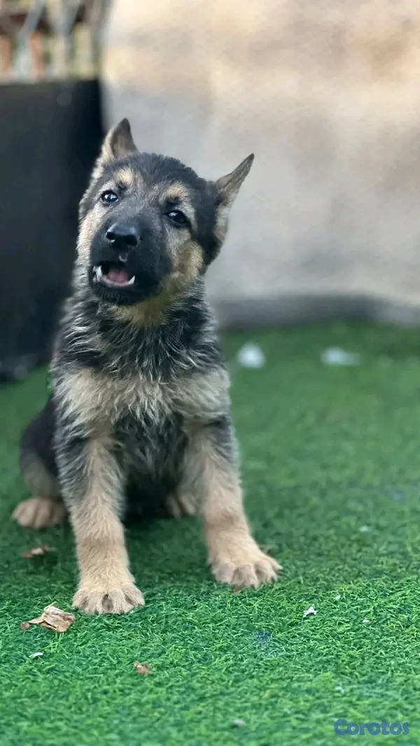 animales y mascotas - hermosos Cachorros pastor alemán  2
