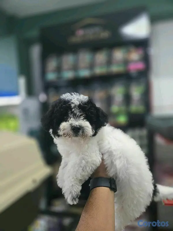 animales y mascotas - hermosos cachorritos shipoo 4