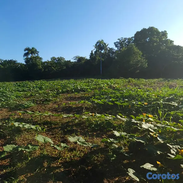 solares y terrenos - Finca en Venta en San Francisco de Macorís Macoris Las Guazumas 5
