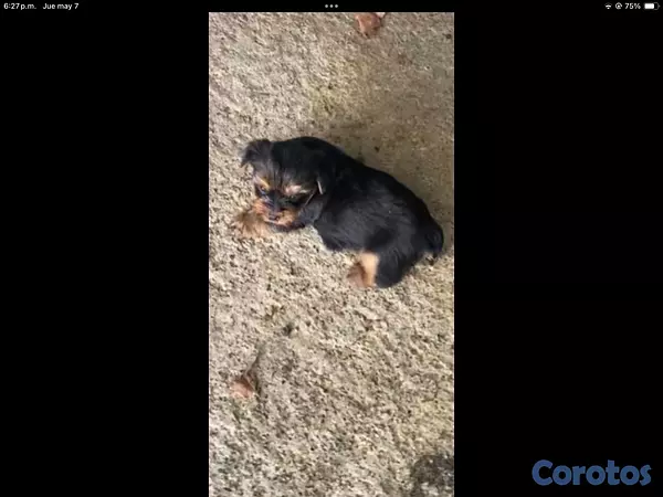 animales y mascotas - yorkie mini en especial  7