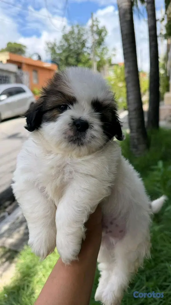 animales y mascotas - shipoo 3