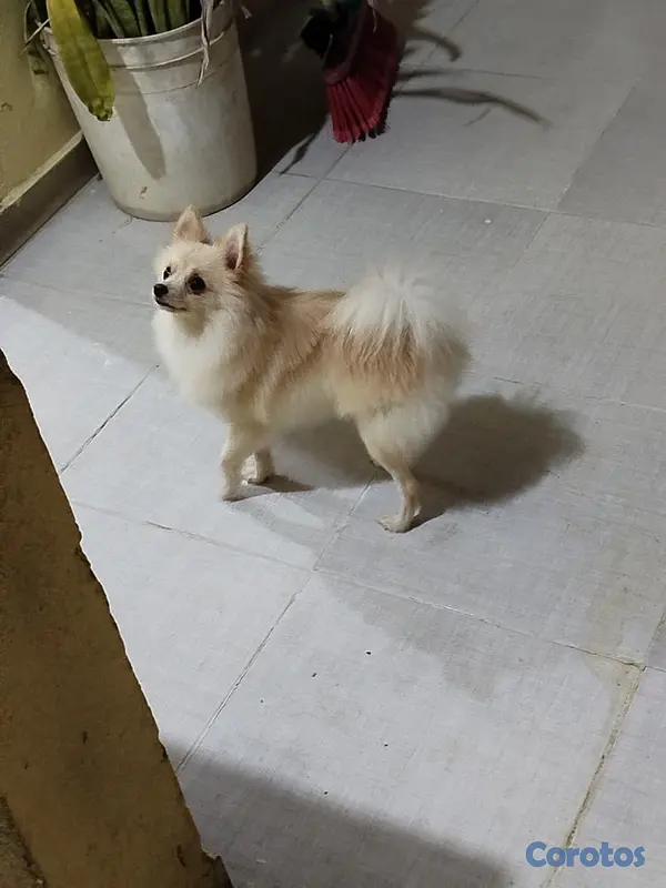 animales y mascotas - Pomerania  2