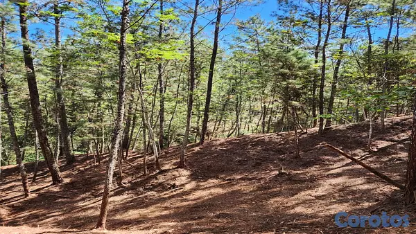 solares y terrenos - VENDO HERMOSO TERRENO, EN LA CASTILLA, ARROYO FRIO, CONSTANZA!!! 3