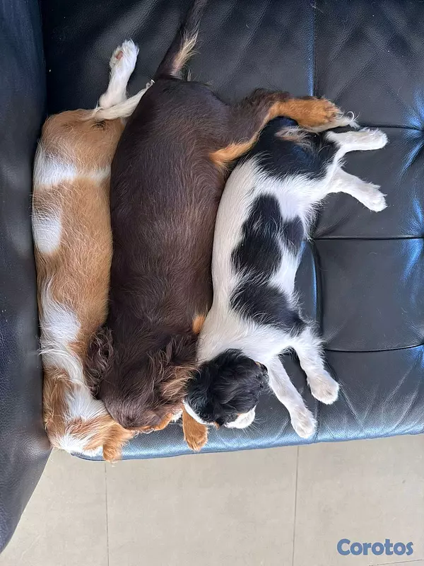 animales y mascotas - hermosos cachorritos de king cavalier  4
