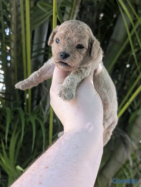 animales y mascotas - hermosos Cachorros golden doodle  3