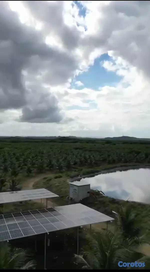 solares y terrenos - Finca de Cocos Enanos en Monte Cristi 4