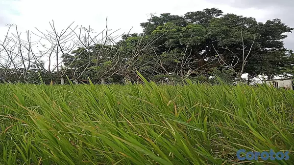 solares y terrenos - Finca Ganadera en Hatillo Monte Plata No Titulo, Si acto de Venta 7