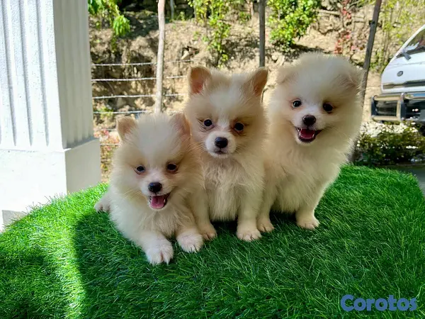 animales y mascotas - Hermosos cachorritos Pomerania mini  2