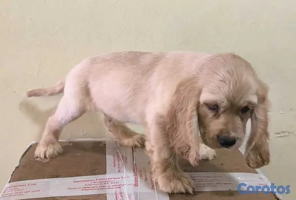 animales y mascotas - Cocker Spaniel Bien Lindos Hembras Y Machos 😍😍 2