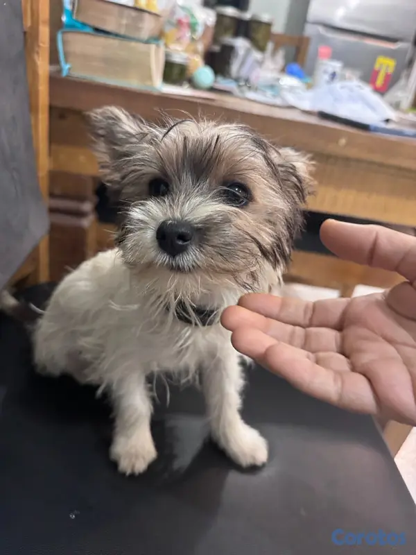 animales y mascotas - Oferta cachorro Yorkie biewer 2