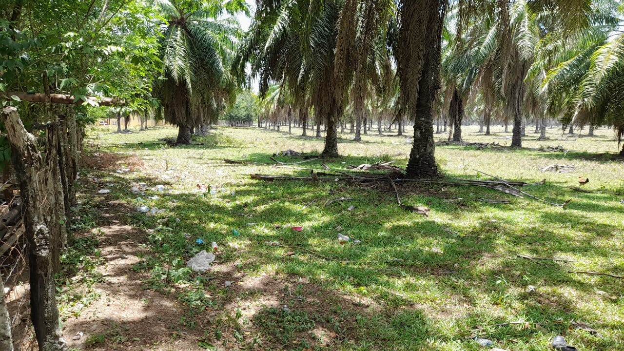 solares y terrenos - Solar 8,000 tareas en San Francisco de Macoris
 0