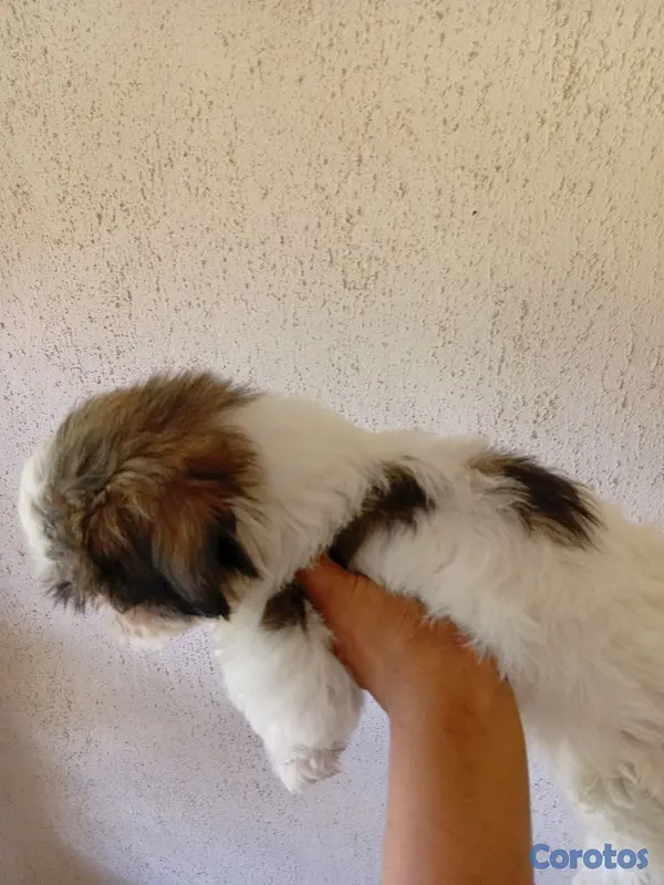 animales y mascotas - Shih Tzu macho🥰 4