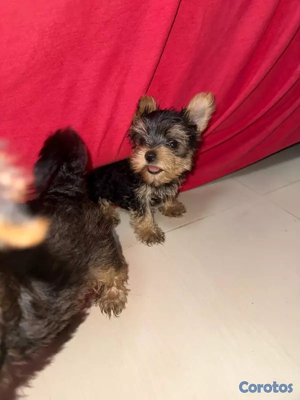 animales y mascotas - Yorkshire Terrier Yorki Yorkie  9
