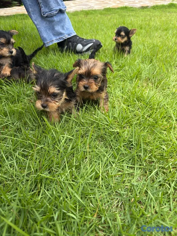 animales y mascotas - Yorkshire terrier linaje ruso  6