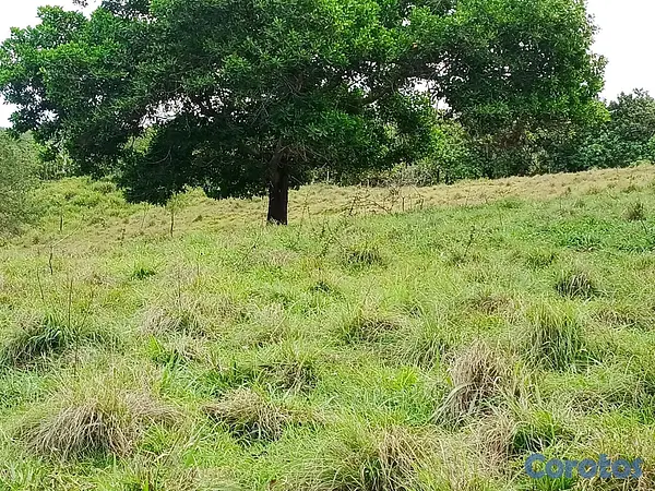 solares y terrenos - finca de 100 tareas con vocación agrícola y ganadera en yamasa  3