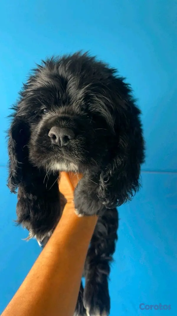 animales y mascotas - hermosos Cachorros de cocker spaniel  7