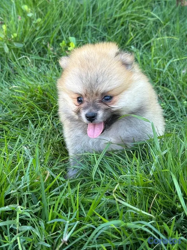 animales y mascotas - pomerania Disponible  2