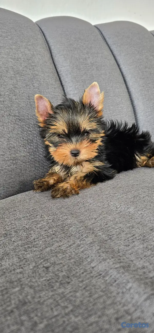 animales y mascotas - Yorkie Hembra  4