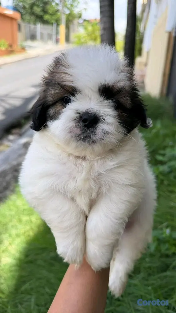 animales y mascotas - shipoo 4