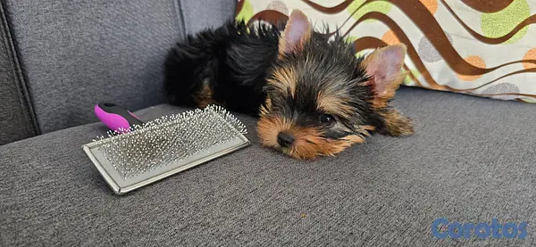 animales y mascotas - Yorkie Hembra  5