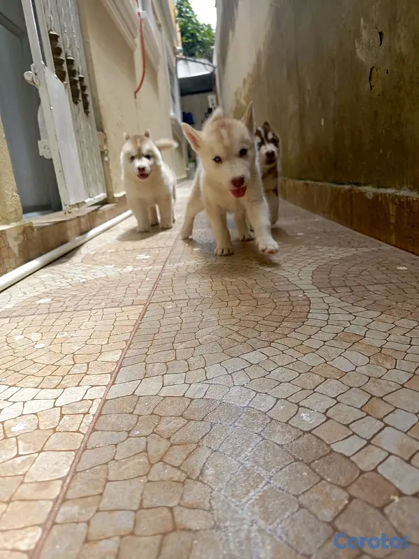 animales y mascotas - husky Siberiano  4