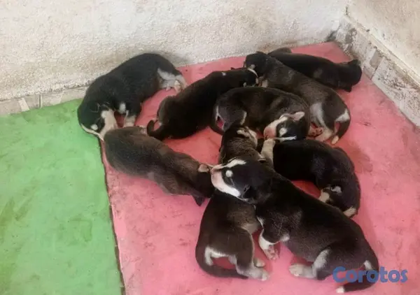animales y mascotas - Hermosos Husky Siberianos Puros 7