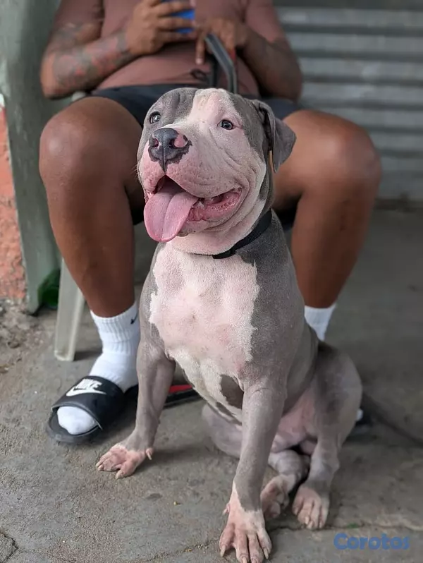 animales y mascotas - Venta de cachorros American Pittbull 2