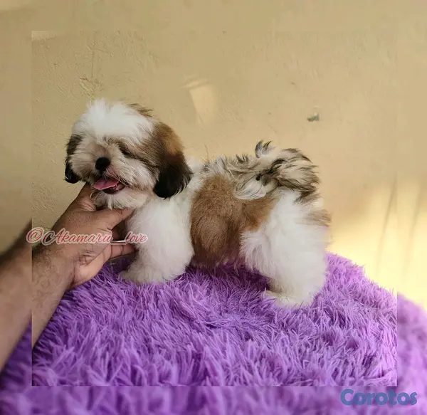 animales y mascotas - Shih tzu 2