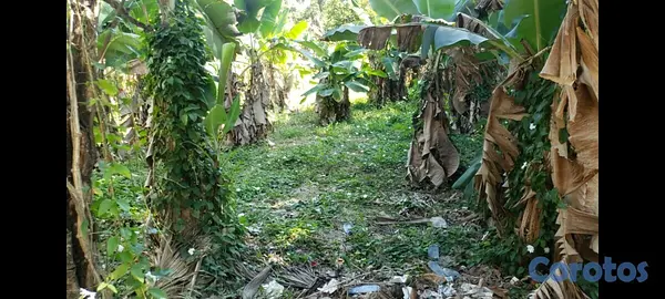 solares y terrenos - Terreno 1,557 mts², cerca de la Uasd La Vega 3