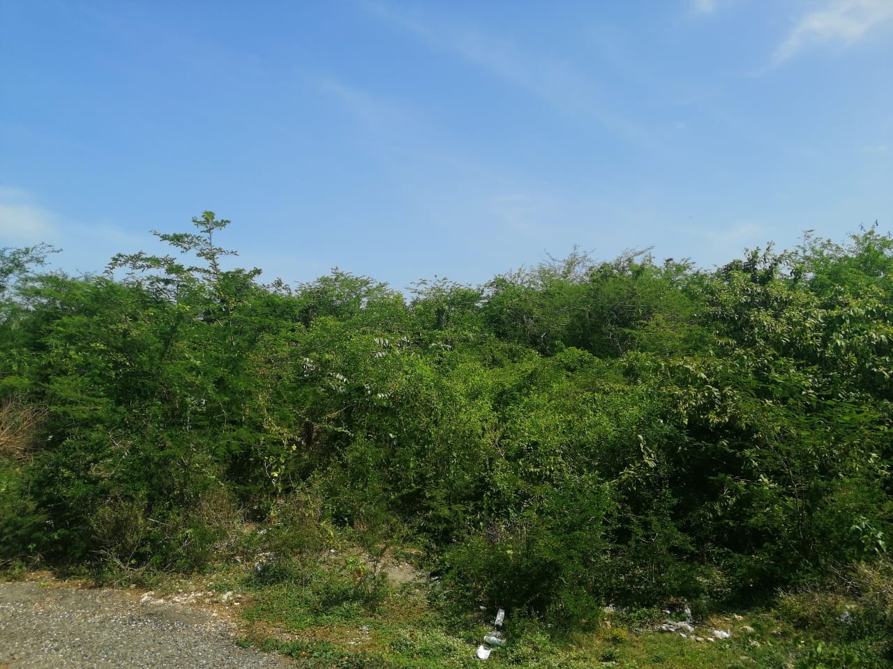 solares y terrenos - Terreno de 90,000 metros cuadrados, Autopista de San Isidro 0