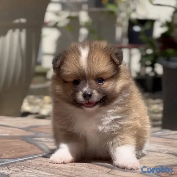animales y mascotas - pomerania macho 5