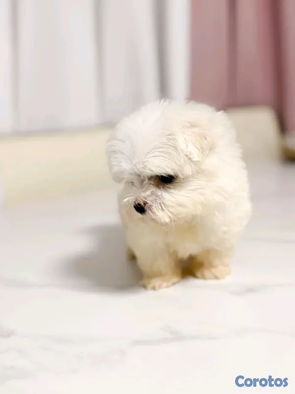 animales y mascotas - hermosa maltes mini hembra con pedigrée 3