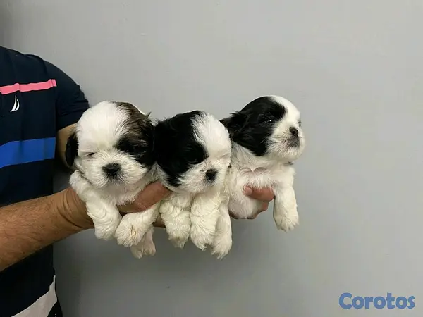 animales y mascotas - hermosos cachorritos shitzu toy  4