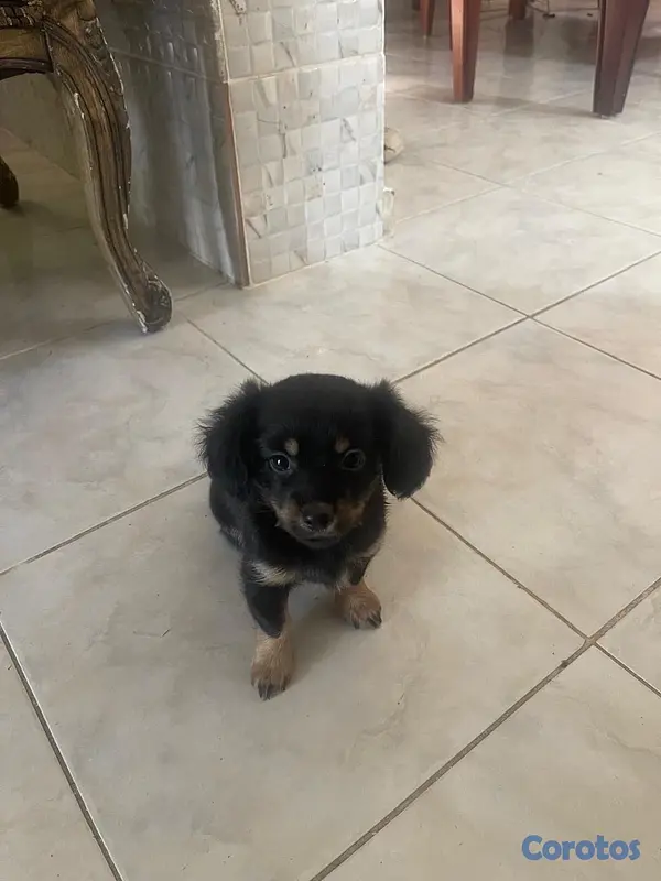 animales y mascotas - chihuahua mariposa  3