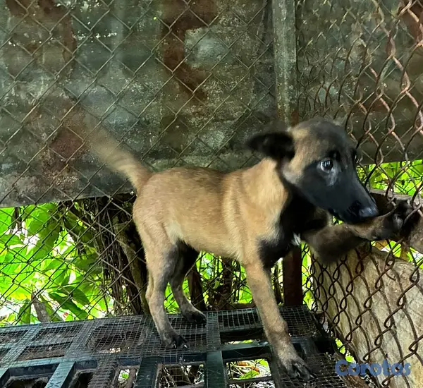 animales y mascotas - Cachorra pastor belga malinoa hembra  2
