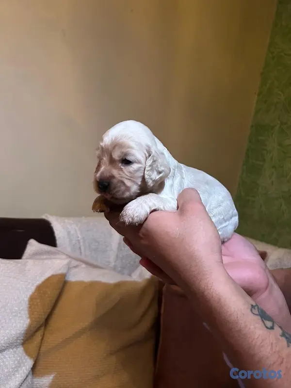 animales y mascotas - cocker spaniels 6