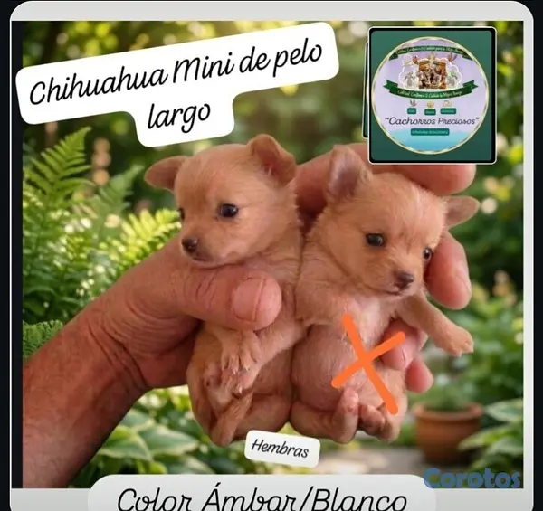 animales y mascotas - Chihuahua Mini de pelo largo  8