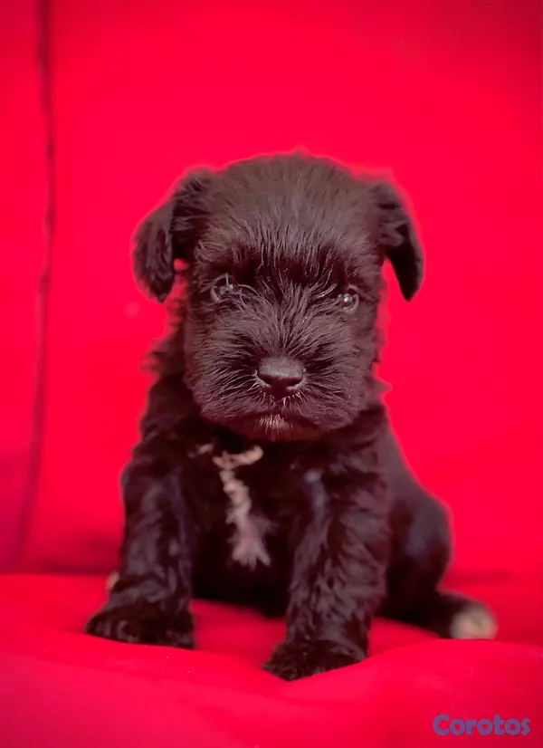 animales y mascotas - schnauzers hembras  2