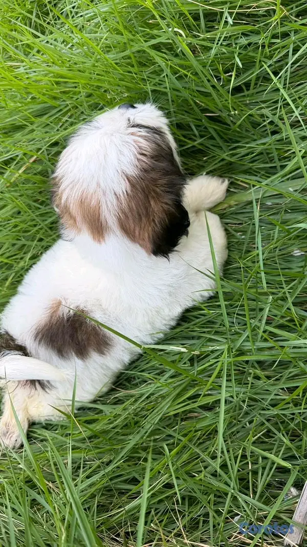 animales y mascotas - shipoo 7