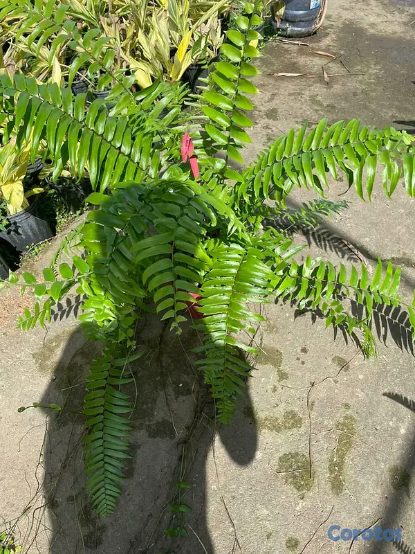 servicios profesionales - Alquiler de Plantas para Eventos 3