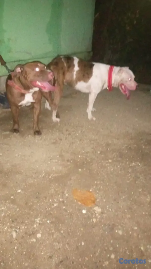 animales y mascotas - Pitbull Merlen  4