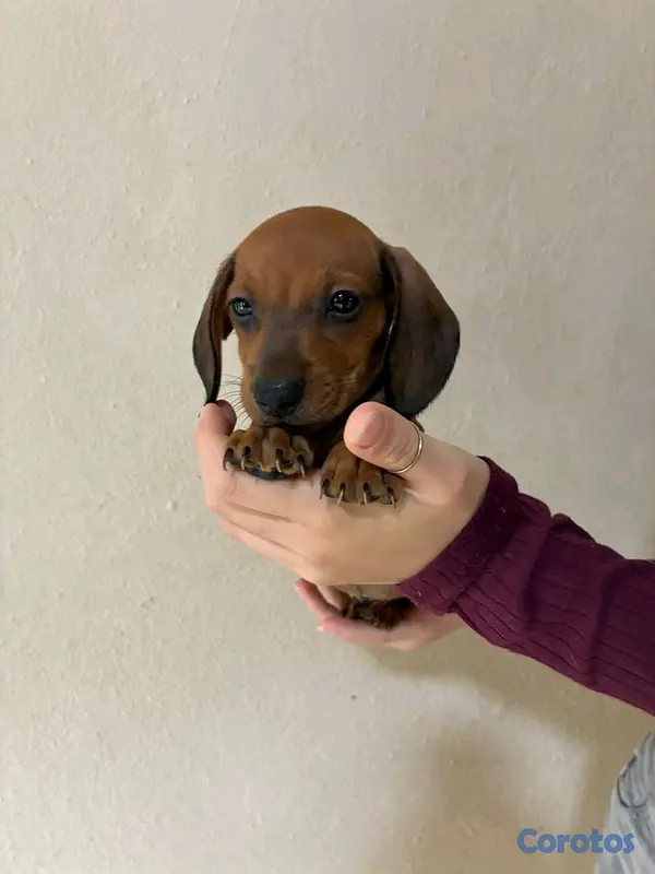 animales y mascotas - hermosos cachorritos de salchicha  4