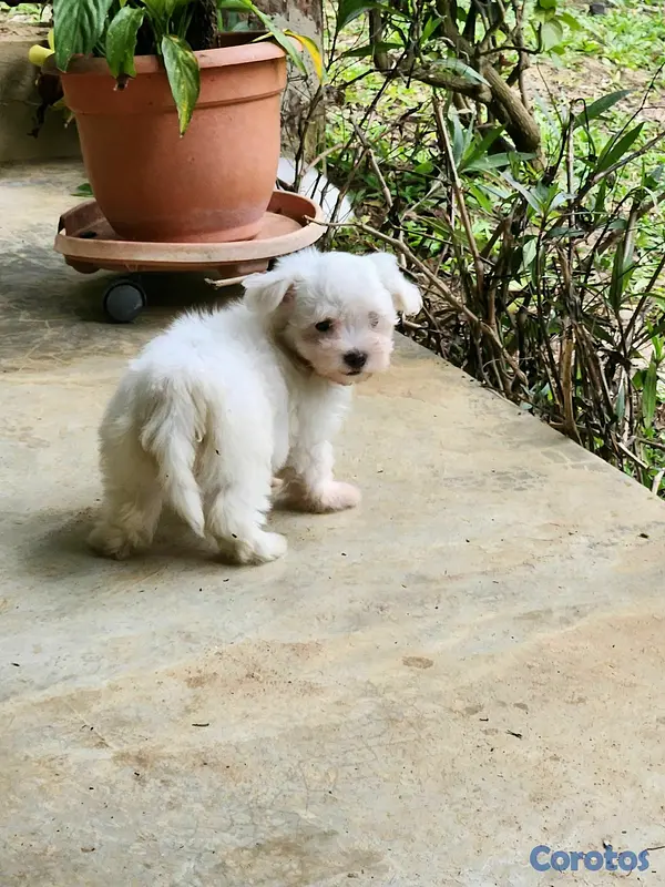 animales y mascotas - CACHORROS MALTÉS 2